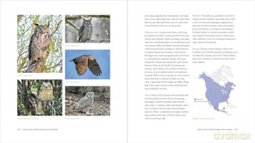 The Owl Handbook: Investigating the Lives, Habits, and Importance of These Enigmatic Birds - John Shewey [KSIĄŻKA]