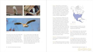 The Owl Handbook: Investigating the Lives, Habits, and Importance of These Enigmatic Birds - John Shewey [KSIĄŻKA]