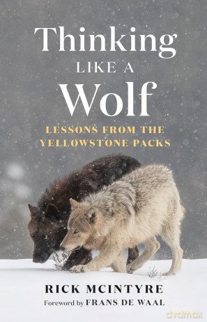 Thinking Like a Wolf: Lessons From the Yellowstone Packs (The Alpha Wolves of Yellowstone) - Rick McIntyre [KSIĄŻKA]