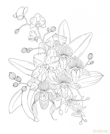 Tropical Wonderland: A Magical Coloring Retreat - A Calming Coloring Book of Rainforest Flowers and Animals for Adults (Coloring Wonderland) - Rachel Reinert [KSIĄŻKA]