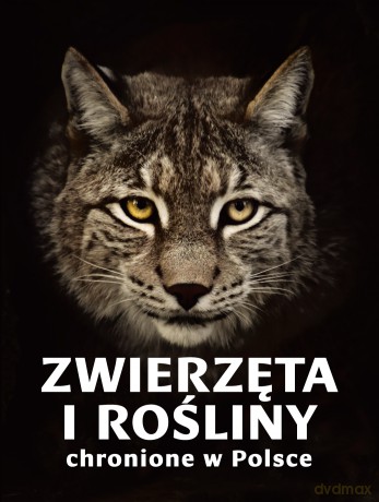 Zwierzęta i rośliny chronione w Polsce - Izabella Sieńko-Holewa, Sylwia Weber [KSIĄŻKA]