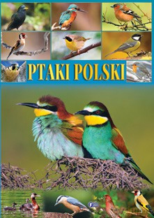 Ptaki Polski Tw - Studio Fenix [KSIĄŻKA]