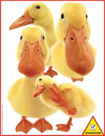 Puzzle 100 Kaczki [PUZZLE]