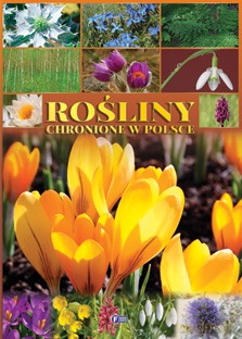 Rośliny Chronione W Polsce Tw - Studio Fenix [KSIĄŻKA]