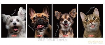 Brulion A6/80K kratka Animals (5szt)