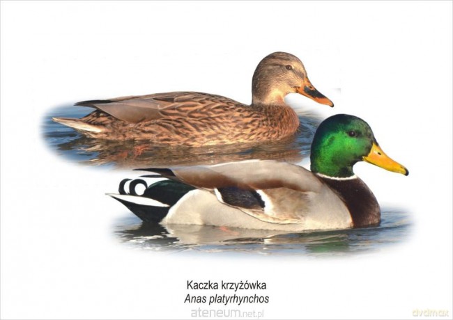 Tablica A4 Kaczka krzyżówka