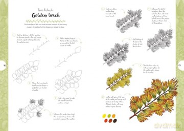 10 Step Drawing: Botanicals: Draw over 50 plants in 10 easy steps [KOMIKS]