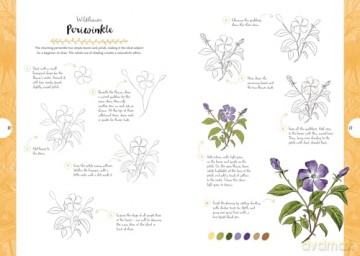 10 Step Drawing: Botanicals: Draw over 50 plants in 10 easy steps [KOMIKS]