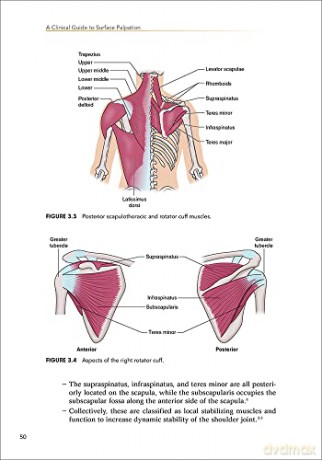 A Clinical Guide to Surface Palpation: The Art and Science of the Perfect Touch [KSIĄŻKA]