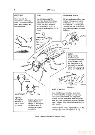 A Key to the Major Groups of Terrestrial Invertebrates [KSIĄŻKA]