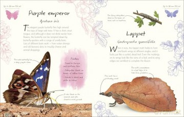 An Anthology of Butterflies and Moths: A Collection of Butterflies and Moths from Around the World [KSIĄŻKA]