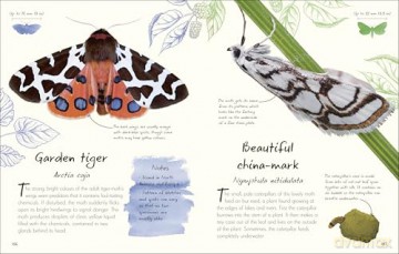 An Anthology of Butterflies and Moths: A Collection of Butterflies and Moths from Around the World [KSIĄŻKA]
