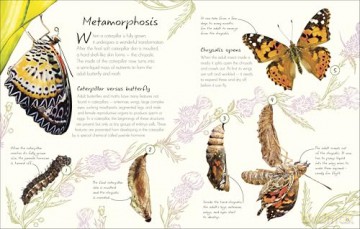 An Anthology of Butterflies and Moths: A Collection of Butterflies and Moths from Around the World [KSIĄŻKA]