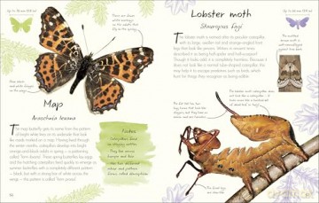 An Anthology of Butterflies and Moths: A Collection of Butterflies and Moths from Around the World [KSIĄŻKA]