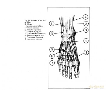 Anatomy and Perspective: The Fundamentals of Figure Drawing [KSIĄŻKA]