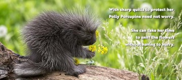 Animal Adventures: Day in the Forest [KSIĄŻKA]