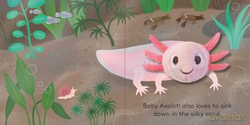 Baby Axolotl: Finger Puppet Book [KSIĄŻKA]