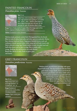 Birds Of India: Pakistan, Nepal, Bhutan, Sri Lanka and Bangladesh [KSIĄŻKA]