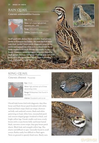 Birds Of India: Pakistan, Nepal, Bhutan, Sri Lanka and Bangladesh [KSIĄŻKA]