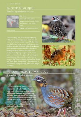 Birds Of India: Pakistan, Nepal, Bhutan, Sri Lanka and Bangladesh [KSIĄŻKA]