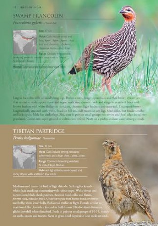 Birds Of India: Pakistan, Nepal, Bhutan, Sri Lanka and Bangladesh [KSIĄŻKA]