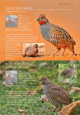 Birds Of India: Pakistan, Nepal, Bhutan, Sri Lanka and Bangladesh [KSIĄŻKA]