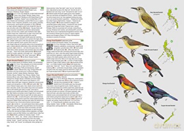 Birds of the Philippines [KSIĄŻKA]