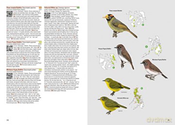 Birds of the Philippines [KSIĄŻKA]