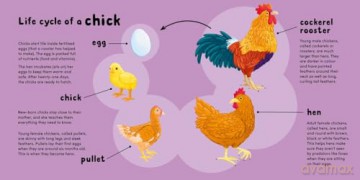 Chick [KSIĄŻKA]