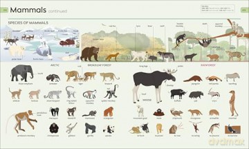 Children's Visual Dictionary: 9,000-Word Vocabulary Builder [KSIĄŻKA]