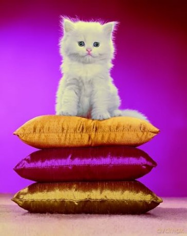 Chromotherapia: Feel-Good Color Photography [KSIĄŻKA]