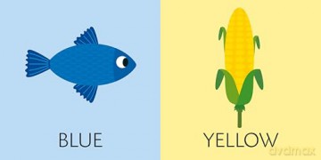 Cube Books: Toddlers Basics [KSIĄŻKA]