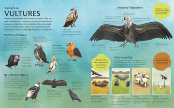 Curious Features of Extraordinary Creatures: Clean-Up Crew [KSIĄŻKA]