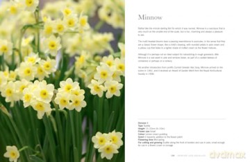 Daffodils: The ultimate guide for growing, flowering and cutting beautiful narcissi varieties for daffodils at home and in the garden [KSIĄŻKA]