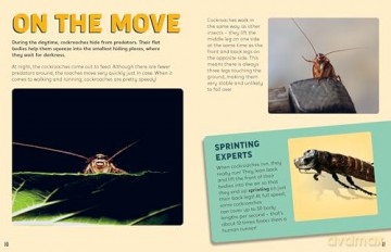 Discovering Insects: A Collection of Cockroaches [KSIĄŻKA]