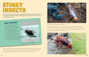 Discovering Insects: A Collection of Cockroaches [KSIĄŻKA]