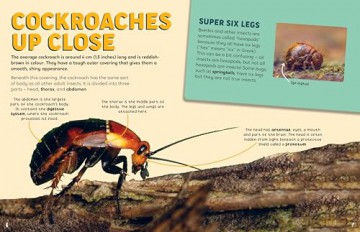 Discovering Insects: A Collection of Cockroaches [KSIĄŻKA]