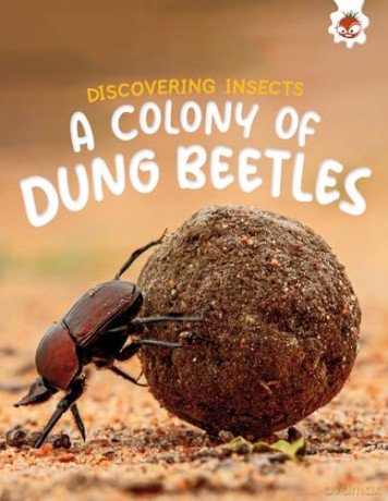 Discovering Insects: A Colony of Dung Beetles [KSIĄŻKA]