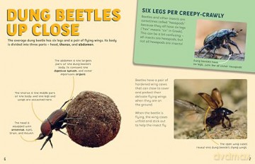Discovering Insects: A Colony of Dung Beetles [KSIĄŻKA]