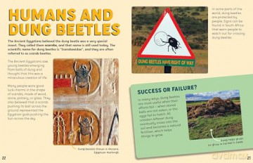 Discovering Insects: A Colony of Dung Beetles [KSIĄŻKA]