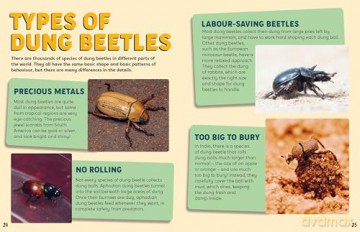 Discovering Insects: A Colony of Dung Beetles [KSIĄŻKA]