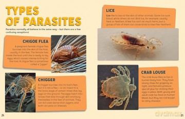 Discovering Insects: A Frenzy of Fleas [KSIĄŻKA]