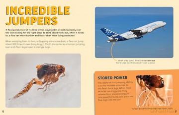 Discovering Insects: A Frenzy of Fleas [KSIĄŻKA]