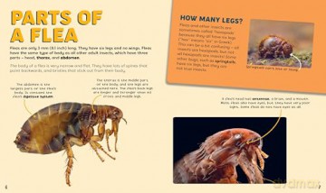 Discovering Insects: A Frenzy of Fleas [KSIĄŻKA]