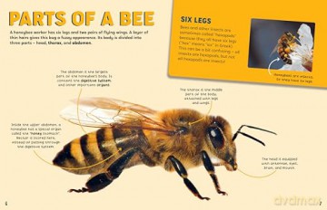 Discovering Insects: A Swarm of Bees [KSIĄŻKA]