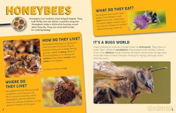 Discovering Insects: A Swarm of Bees [KSIĄŻKA]