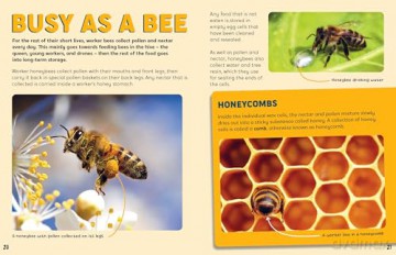 Discovering Insects: A Swarm of Bees [KSIĄŻKA]