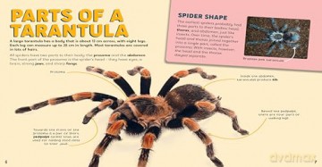 Discovering Insects: A Troop of Tarantulas [KSIĄŻKA]