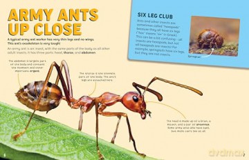 Discovering Insects: An Army of Ants [KSIĄŻKA]