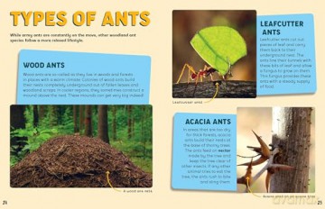 Discovering Insects: An Army of Ants [KSIĄŻKA]